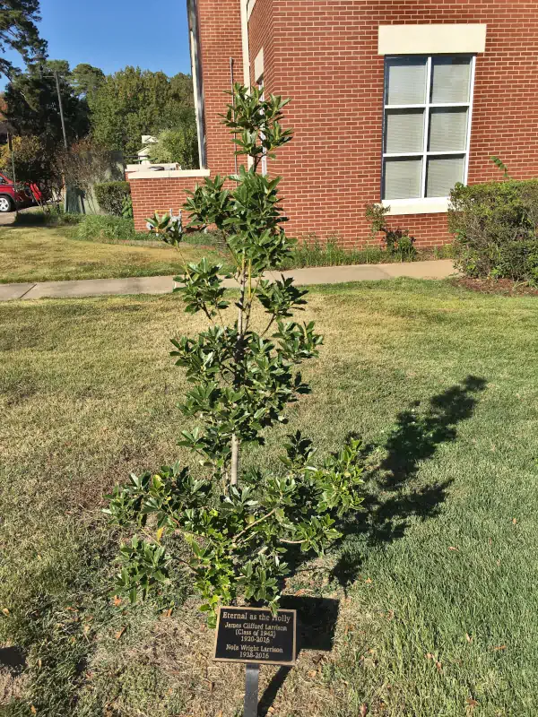 James and Nola Larrison Memorial Holly Tree