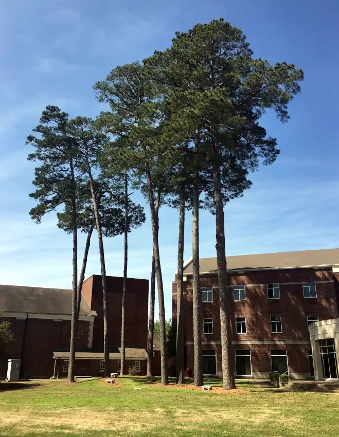 Pine Grove