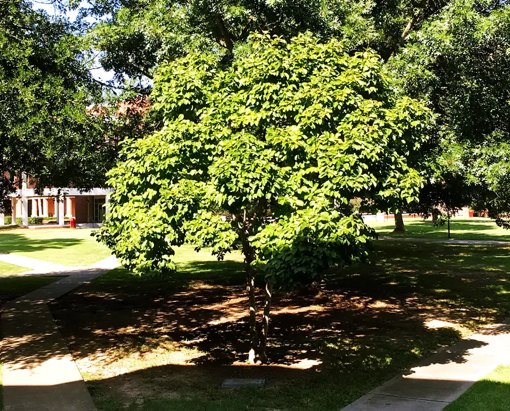 Professor Juanita Sandford Memorial Tree