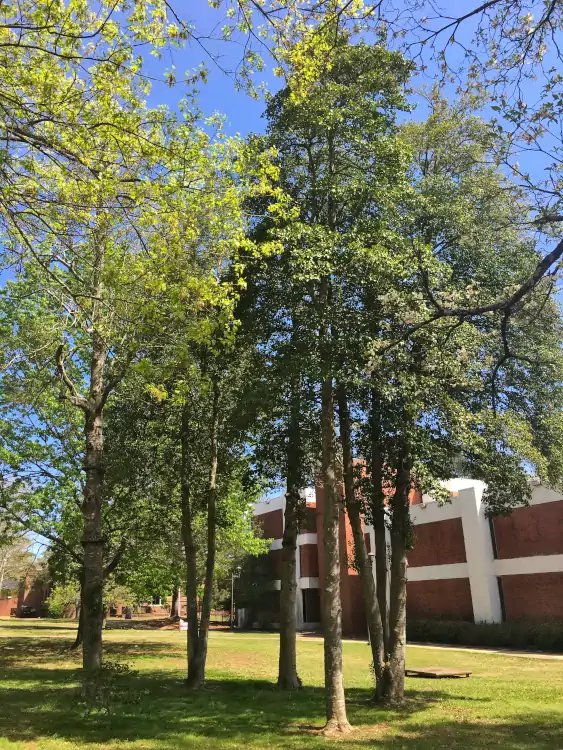 WWI Memorial Holly Grove